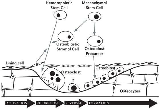 Diagram showing the stages of bone remodeling as osteoclasts remove old bone, followed by osteoblasts depositing new bone and some becoming osteocytes.
