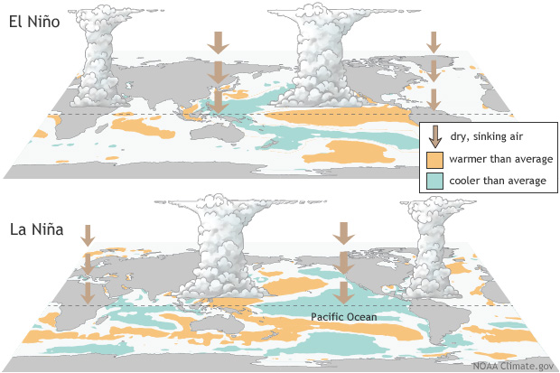 Comparison diagrams of El Niño and La Niña showing warmer- and cooler-than-average tropical Pacific waters, with shifts in rising and sinking air over the Pacific.
