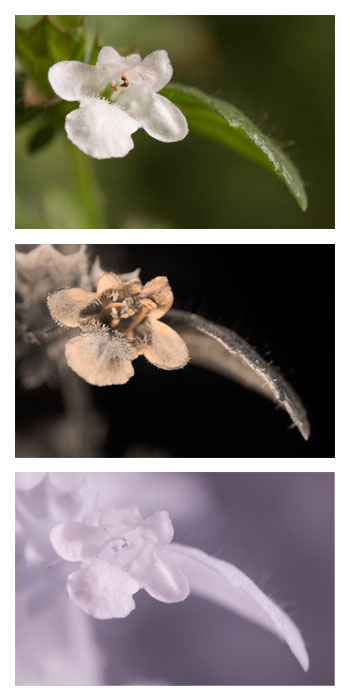 Three photographs of a lemon balm flower taken in visible, ultraviolet, and infrared light. The flower appears mostly uniform in visible light, while the ultraviolet view reveals a darker region around the flower opening.