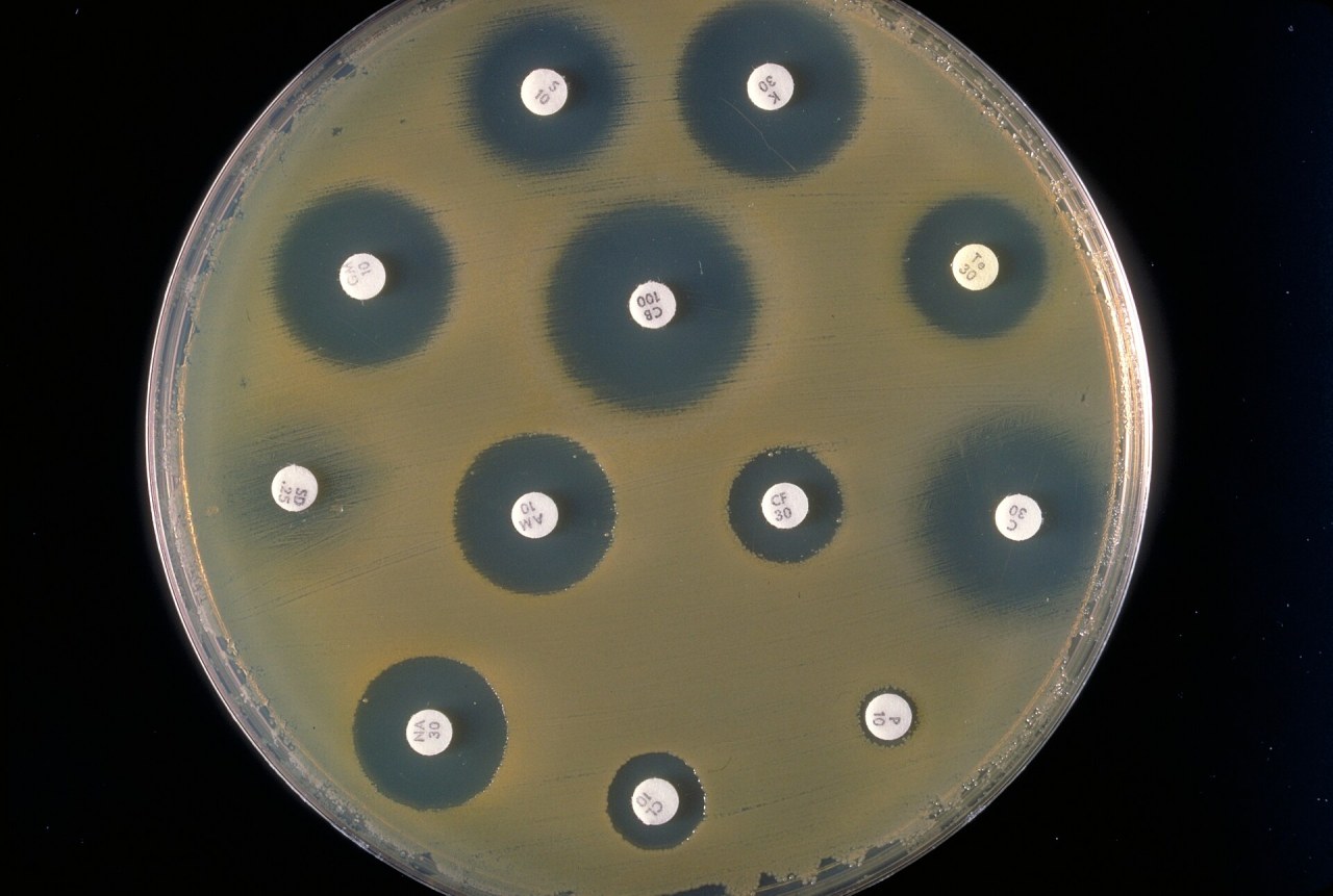Petri dish covered with bacterial growth, with several antibiotic discs surrounded by clear circular zones where bacteria did not grow.