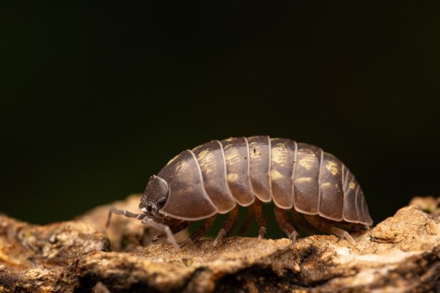 Close-up photograph of a pillbug walking across a piece of rough wood, showing its segmented armored exoskeleton, antennae, and multiple pairs of legs.
