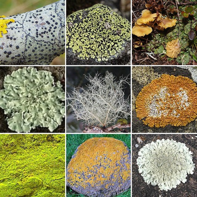 Collage showing multiple lichens with different colors, textures, and growth forms, including crusty, leafy, and shrubby types.