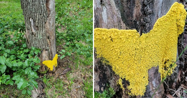 Two-panel composite showing a bright yellow slime mold on a dead tree stump. The left panel shows the slime mold from a distance, where it resembles a giant yellow moth attached to the stump. The right panel shows a closer view revealing the textured, spreading surface of the organism.