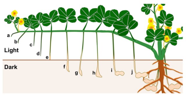 Diagram showing peanut flowers above ground and the stages of peg growth downward into the soil, followed by underground pod swelling and seed development.