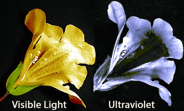 Side-by-side photographs of a Mimulus flower in visible light and ultraviolet light. The visible-light image appears relatively uniform, while the ultraviolet image reveals a dark central nectar-guide pattern that humans cannot see.