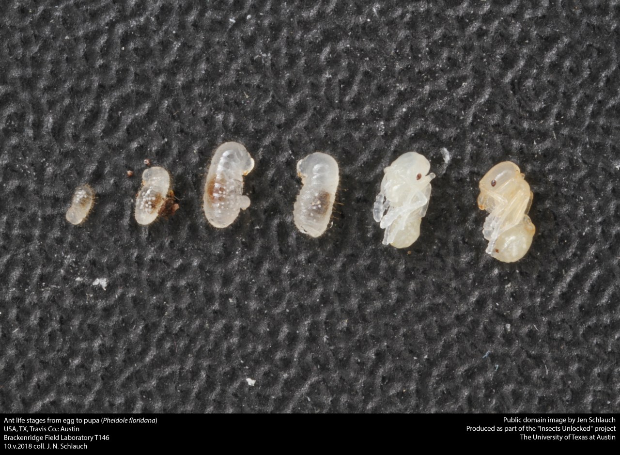 Photograph showing the egg, larval, and pupal stages of the ant Pheidole floridana arranged together for comparison.