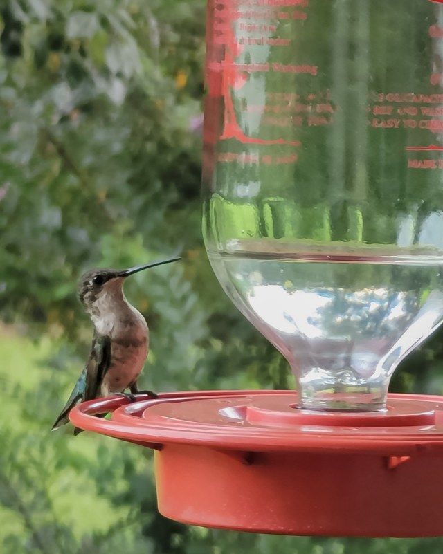 Juvenile male ruby-throated hummingbird perched on the rim of a red hummingbird feeder, appearing to watch the surrounding area.