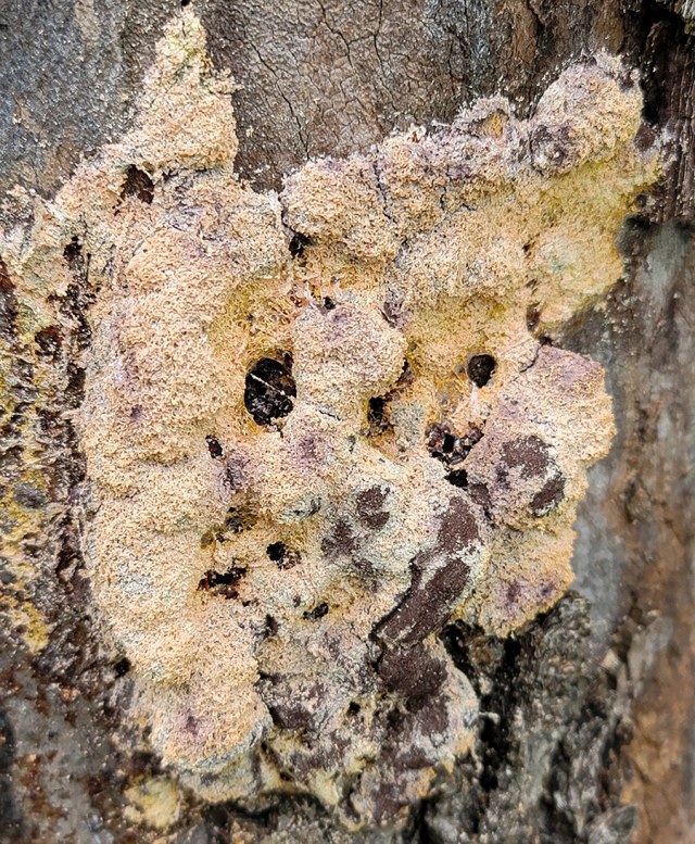 Close-up photograph of the same slime mold several days later, now faded to pale tan and peach tones, with a dry, crumbly appearance on the tree bark.