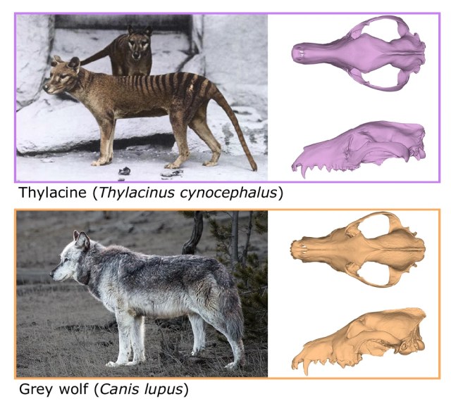Comparison panel showing a thylacine and a gray wolf with dorsal and side views of their skulls, illustrating their striking overall resemblance.