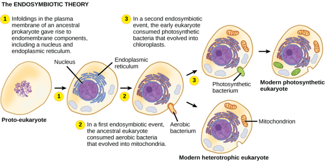 Diagram showing an ancestral prokaryotic cell developing internal membranes and then forming endosymbiotic relationships with an aerobic bacterium that becomes the mitochondrion and, in some lineages, a photosynthetic bacterium that becomes the chloroplast.
