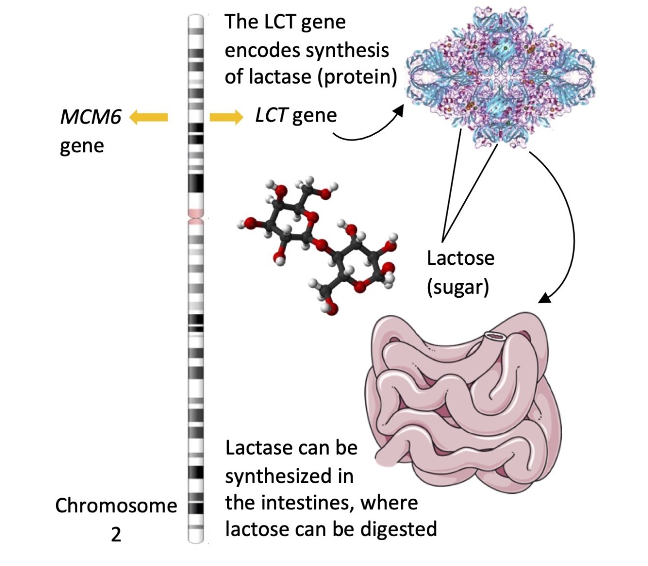 Educational diagram showing chromosome 2 with the nearby MCM6 and LCT genes, along with an illustration indicating that the LCT gene produces the lactase enzyme, which is used in the intestine to digest lactose.