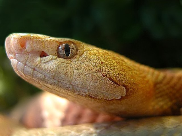 Close-up photograph of an Eastern copperhead snake, Agkistrodon contortrix, showing the heat-sensing loreal pit clearly visible between the eye and nostril.