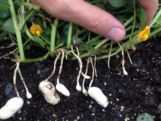 Peanut plant with yellow flowers above ground and multiple developing pegs and pods extending underground at different stages of growth.
