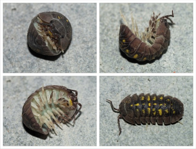 Four photographs of a Mediterranean pill woodlouse, Armadillidium granulatum, showing the animal rolled into a tight ball, partly unrolling, exposing its pale underside and legs, and fully extended from above.