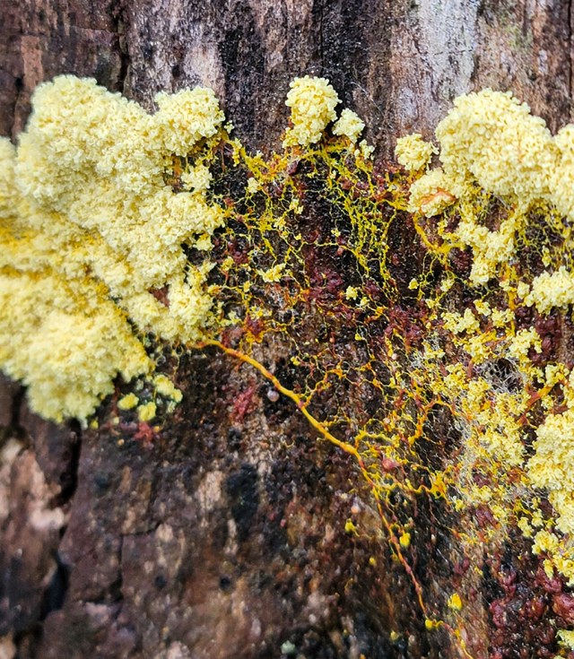 Close-up photograph of a yellow slime mold on tree bark, showing pale yellow clumps and a branching network of fine yellow tendrils spreading across the wood.