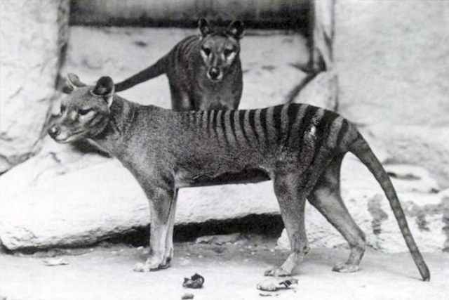 Black-and-white historical photograph of two thylacines in captivity, showing their dog-like heads, long bodies, and distinctive dark stripes across the back and rump.