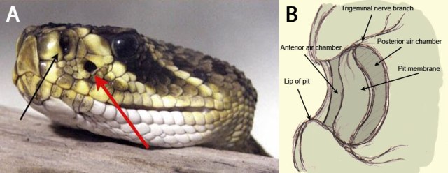 Two-panel image explaining the loreal pit of a pit viper. Panel A shows the side of a rattlesnake’s head with a black arrow pointing to the nostril and a red arrow pointing to the heat-sensing pit organ. Panel B shows a diagram of the pit organ in cross-section, including the pit membrane, anterior and posterior air chambers, lip of the pit, and a trigeminal nerve branch.