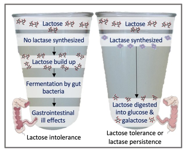 Educational diagram comparing two situations: when lactase is not produced, lactose builds up and is fermented by gut bacteria, causing gastrointestinal symptoms; when lactase is produced, lactose is broken down into glucose and galactose and can be digested without those effects.