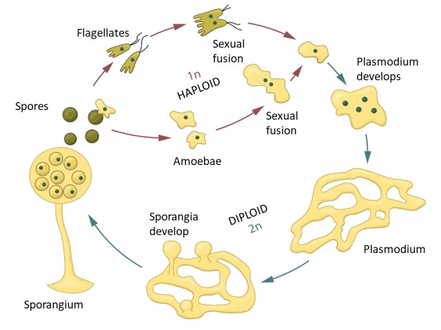 Diagram of the plasmodial slime mold life cycle showing haploid amoebae and flagellated cells, sexual fusion, development of a multinucleate plasmodium, formation of sporangia, and release of spores.