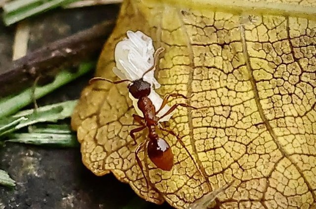 European fire ant carrying a pupa across a dried leaf in a Niagara, Ontario backyard.