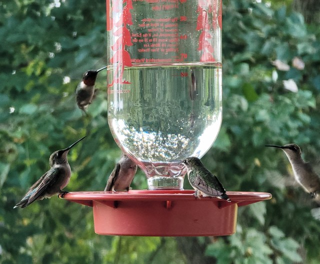 Five hummingbirds gather around a red feeder in Georgia, with three birds perched on the feeder and two hovering nearby.