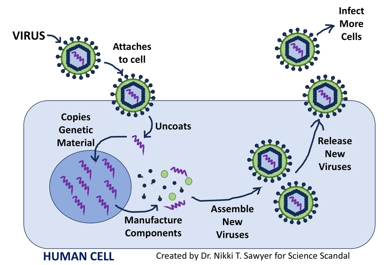 Simplified diagram of viral replication in a human cell. A virus attaches to the cell, uncoats and releases its genetic material, copies that genetic material, uses the cell to manufacture viral components, assembles new virus particles, and releases them to infect additional cells.
