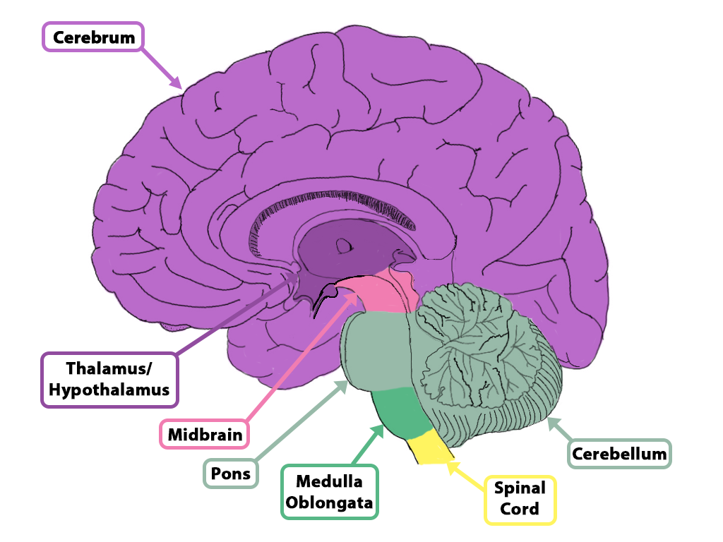 Midsagittal diagram of the human brain color-coded by major developmental regions. The cerebrum and thalamus/hypothalamus are shown in shades of purple, the midbrain in pink, the pons and cerebellum in light green, the medulla oblongata in darker green, and the spinal cord in yellow. Labels identify the cerebrum, thalamus/hypothalamus, midbrain, pons, medulla oblongata, cerebellum, and spinal cord.
