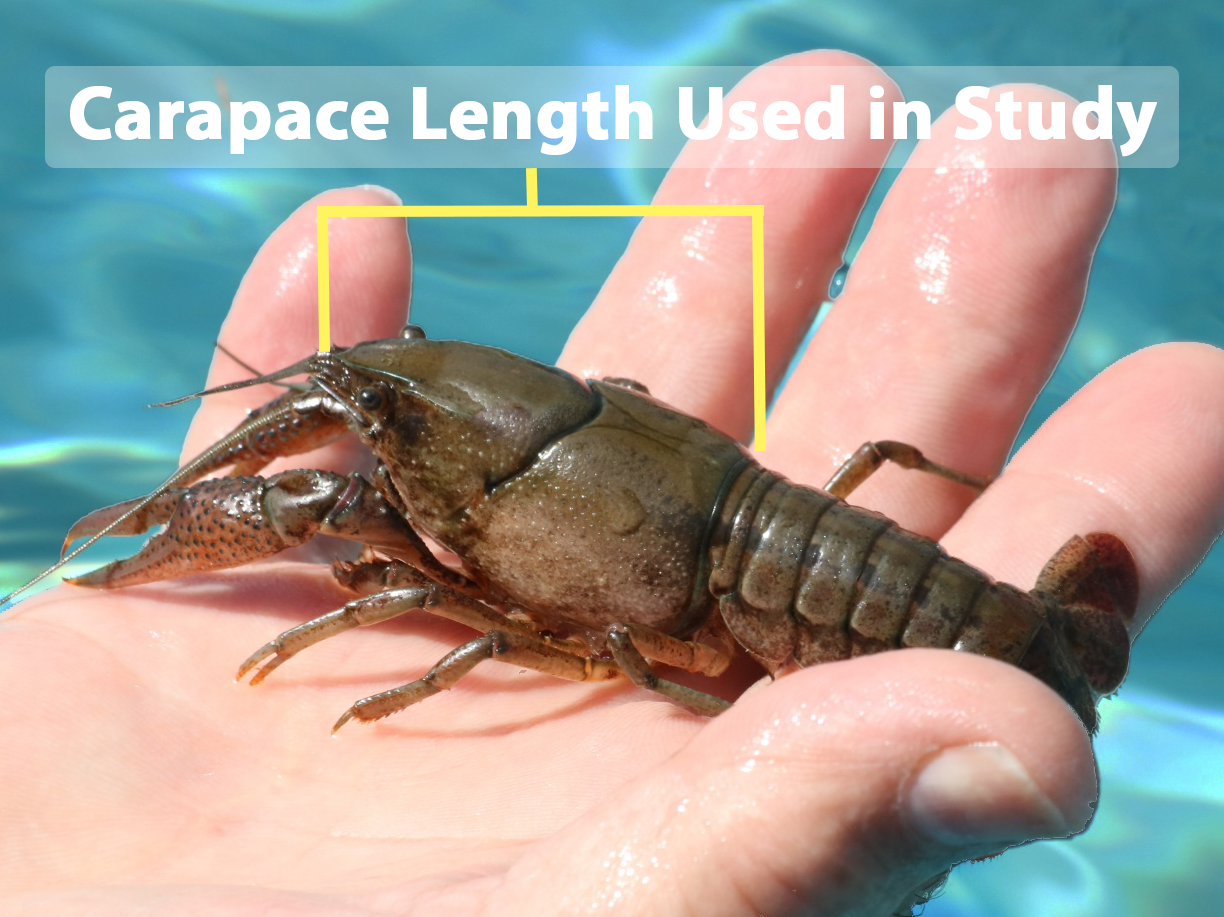 Annotated photo of a crayfish resting in a person’s hand, with a yellow bracket marking the carapace length measurement used in the study.