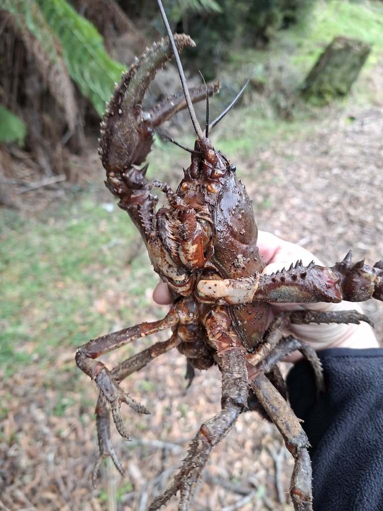 A giant freshwater crayfish (Astacopsis gouldi) being held in a person’s hand, showing its enormous claws and large body size.