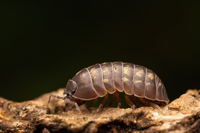 Close-up photograph of a pillbug walking across a piece of rough wood, showing its segmented armored exoskeleton, antennae, and multiple pairs of legs.