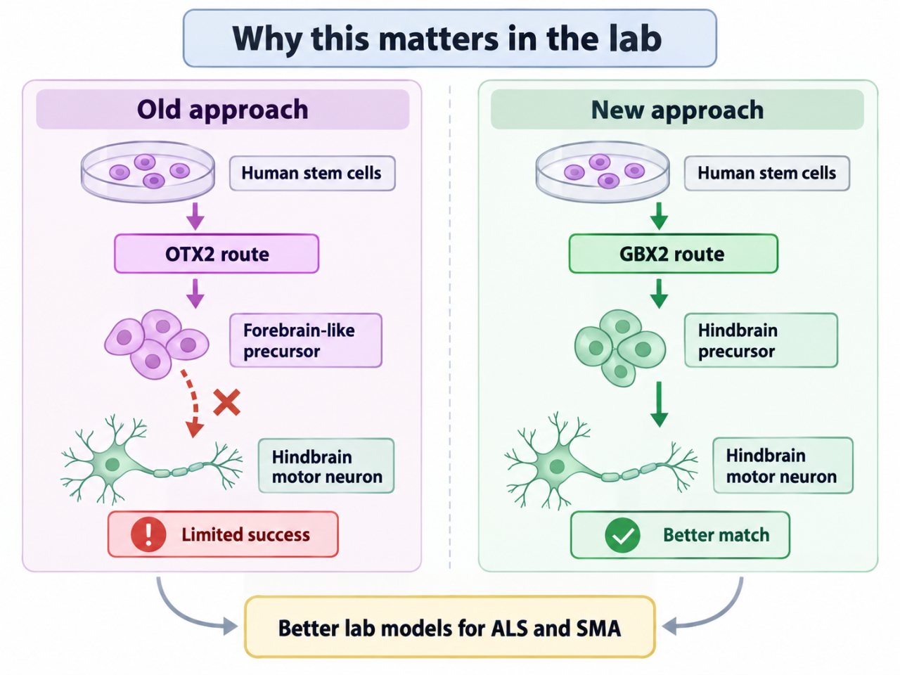 Side-by-side diagram comparing old and new approaches for generating hindbrain motor neurons from human stem cells. The old approach directs stem cells through an OTX2-associated forebrain-like precursor pathway and shows limited success, while the new approach uses a GBX2-associated hindbrain precursor pathway and produces a better match to hindbrain motor neurons. The figure notes that improved differentiation may provide better laboratory models for ALS and spinal muscular atrophy.