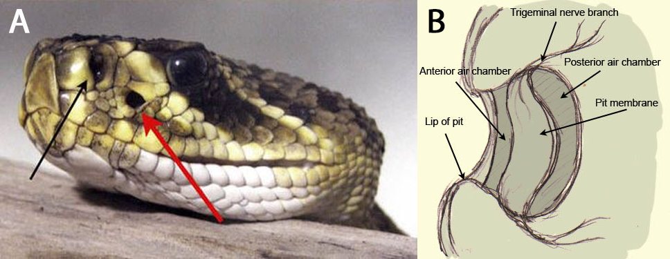 Two-panel image explaining the loreal pit of a pit viper. Panel A shows the side of a rattlesnake’s head with a black arrow pointing to the nostril and a red arrow pointing to the heat-sensing pit organ. Panel B shows a diagram of the pit organ in cross-section, including the pit membrane, anterior and posterior air chambers, lip of the pit, and a trigeminal nerve branch.