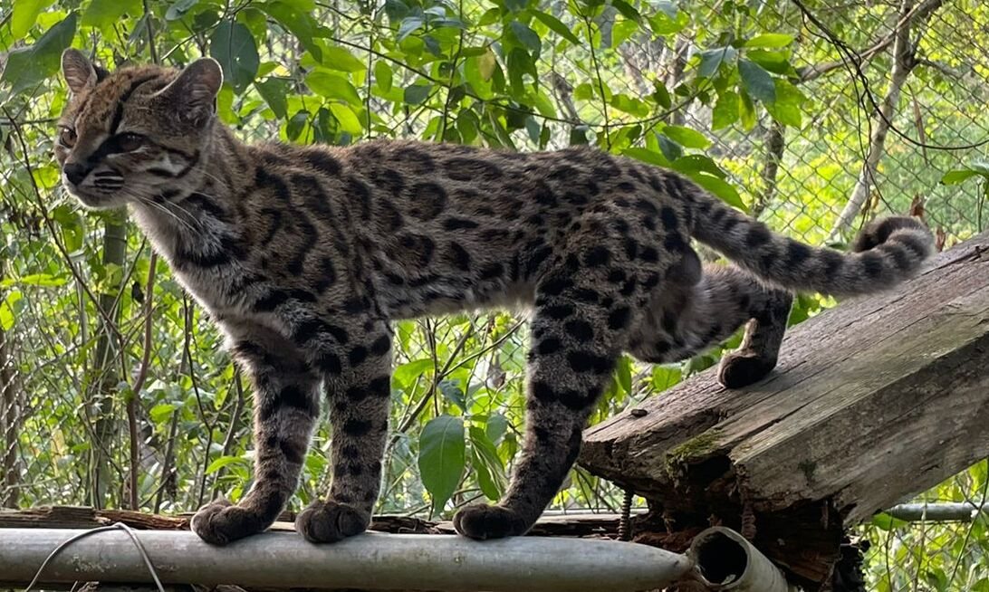 A small Leopardus tilcayo standing on a log in a wooded enclosure, showing its light brown coat covered with dark irregular rosettes and stripes.