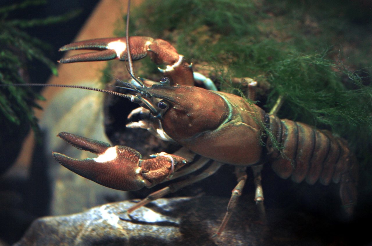 Female signal crayfish (Pacifastacus leniusculus) underwater, showing its large claws, long antennae, and reddish-brown body.
