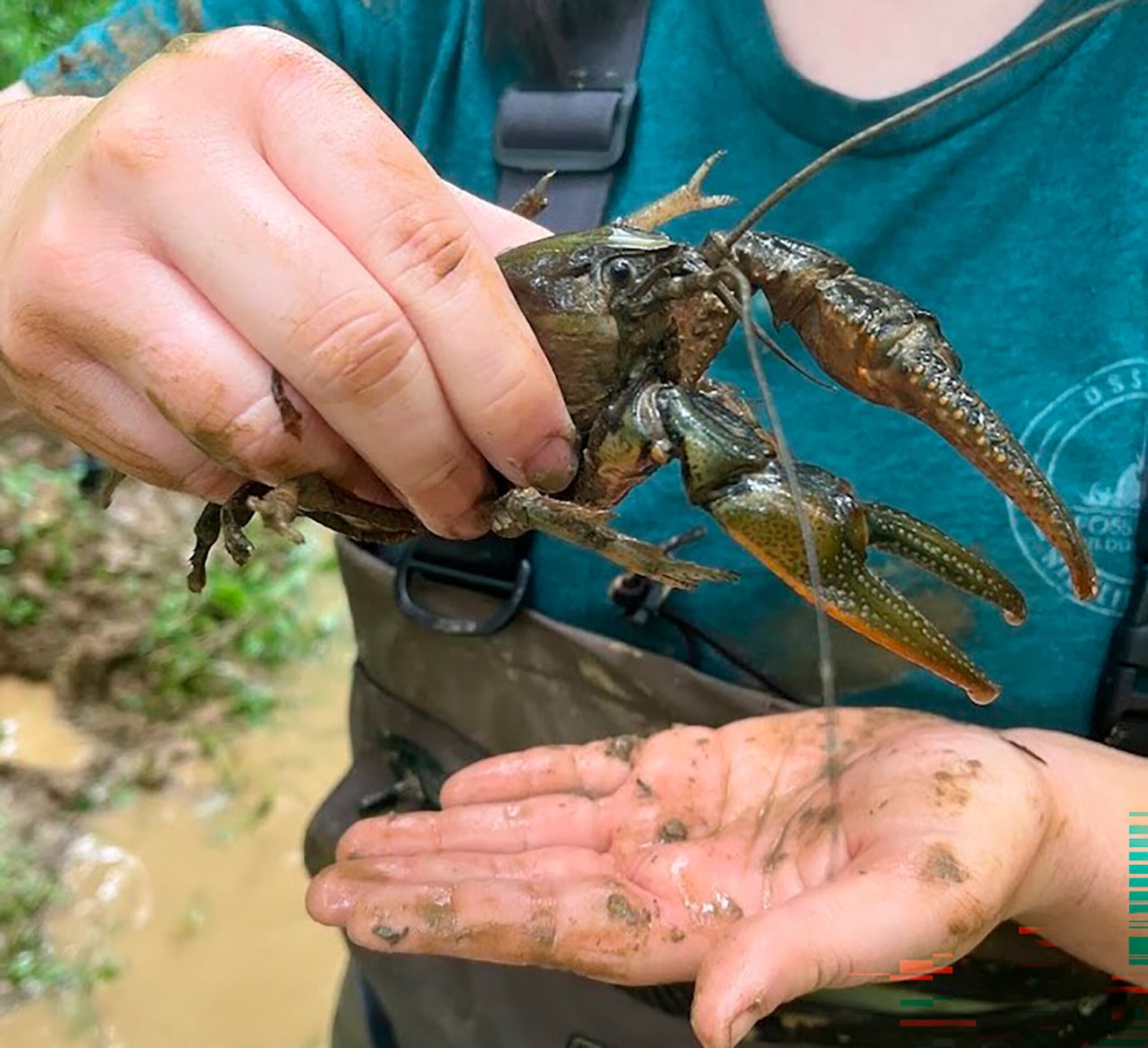 Caitlin C. Bloomer holds Crawzilla, a large male Crawzilla crawdad (Lacunicambarus chimera) collected from a burrow in Kentucky.