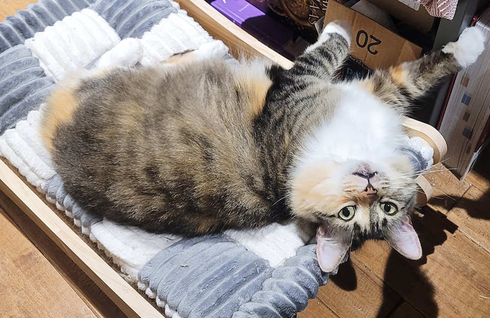Millie lies upside down in her restored hammock beside the office chair, looking toward the camera after the hammock was returned to its original location.