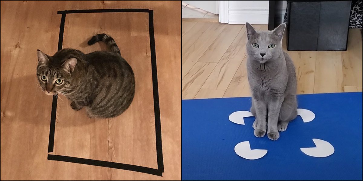 Side-by-side comparison of two cats sitting inside square-shaped visual boundaries. On the left, a tabby cat sits inside a rectangle outlined with black tape on a wooden floor. On the right, a gray cat sits within a Kanizsa-square illusion formed by four white Pac-Man-shaped figures on a blue mat.