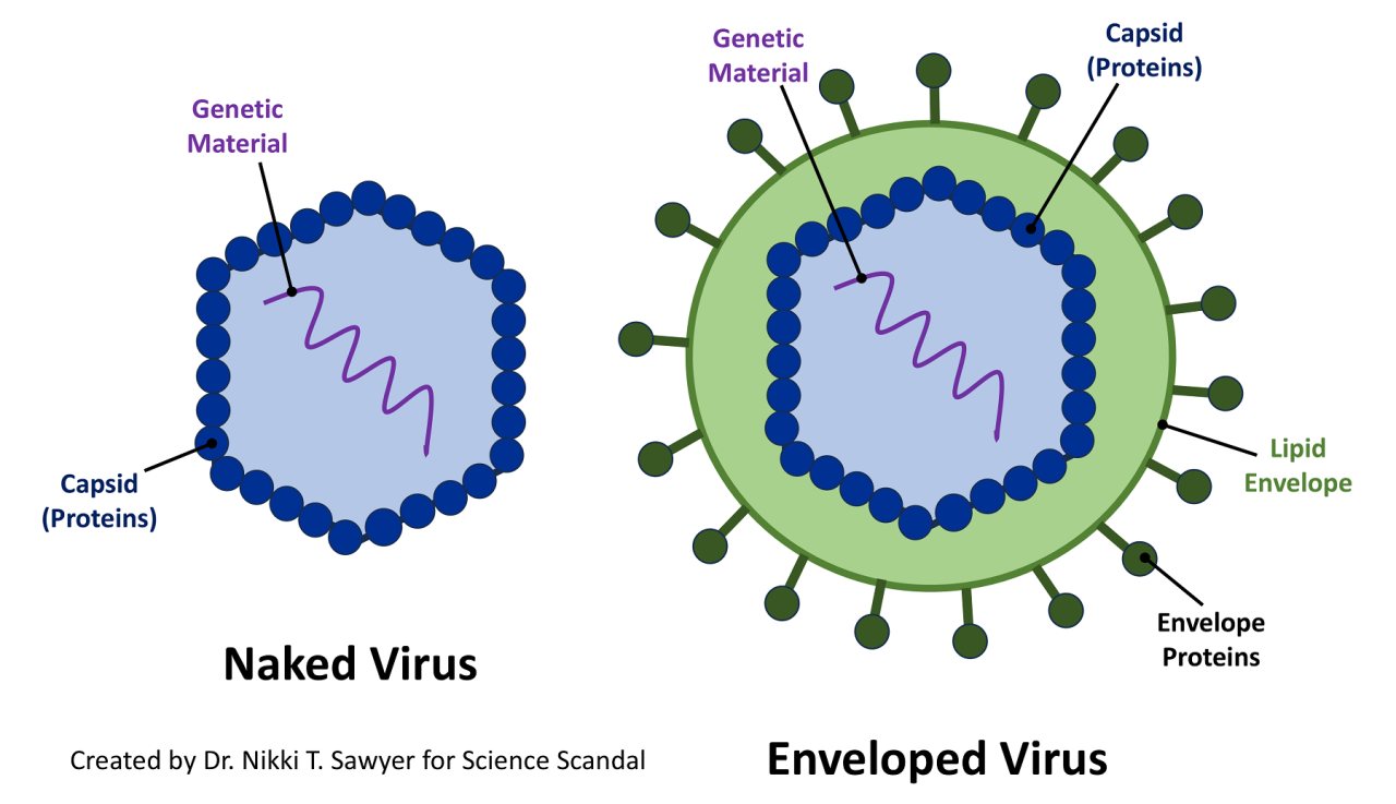 Diagram comparing a naked virus and an enveloped virus. The naked virus is shown with genetic material surrounded by a protein capsid. The enveloped virus is shown with genetic material inside a capsid, surrounded by a lipid envelope with envelope proteins.
