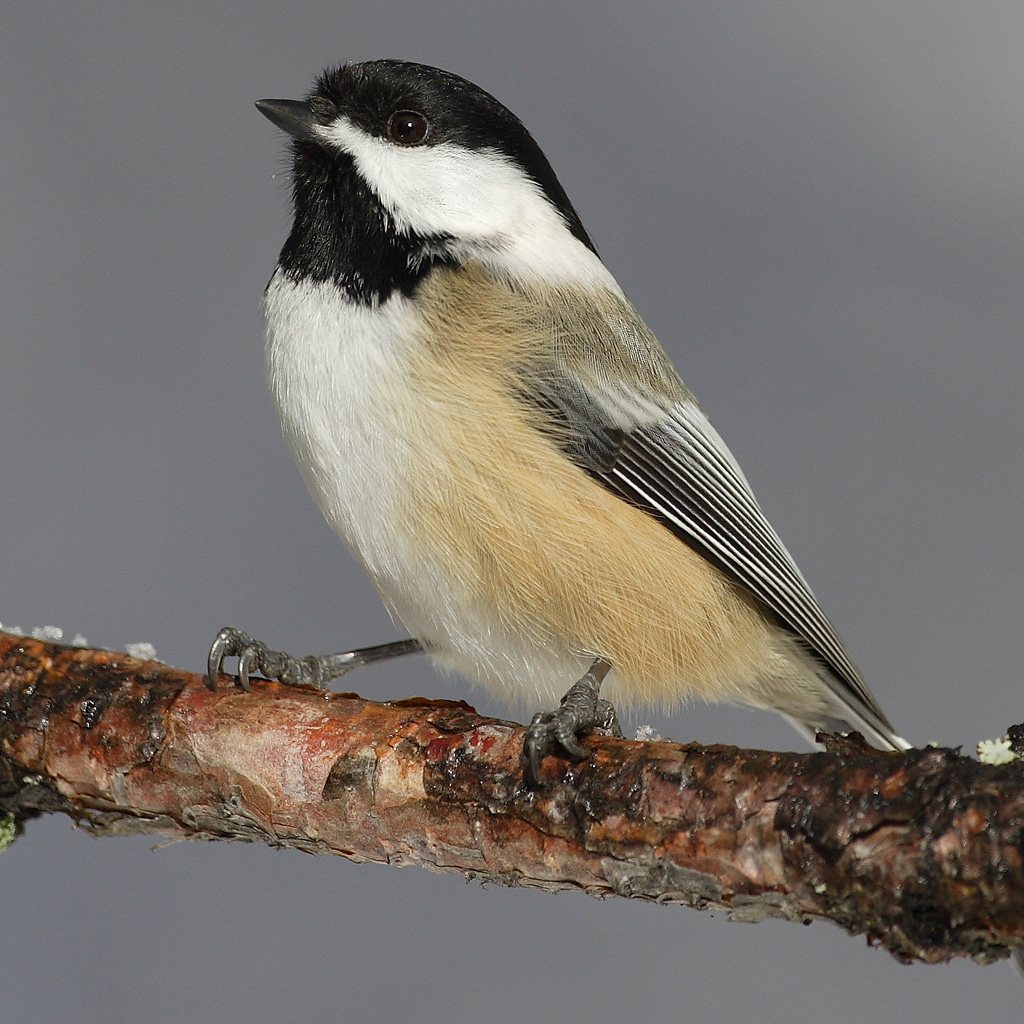 Black-capped chickadee (Poecile atricapillus) perched on a tree branch, showing its distinctive black cap and throat, white cheeks, and buff-colored sides.
