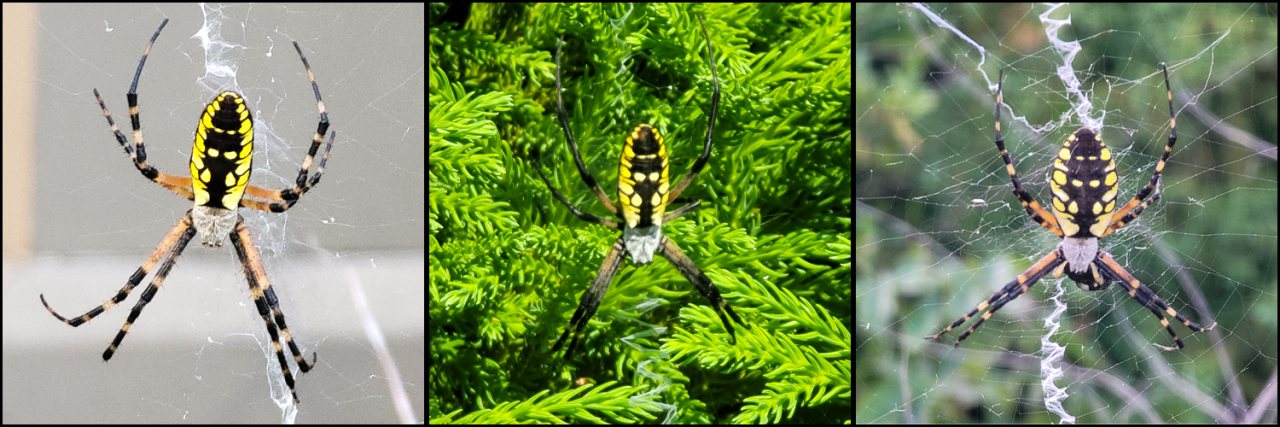 Three-panel collage showing dorsal views of yellow garden spiders (Argiope aurantia). All three spiders share a broadly similar black abdomen with bold yellow markings, a silvery cephalothorax, and banded legs, although the exact size and shape of the yellow markings vary among individuals.