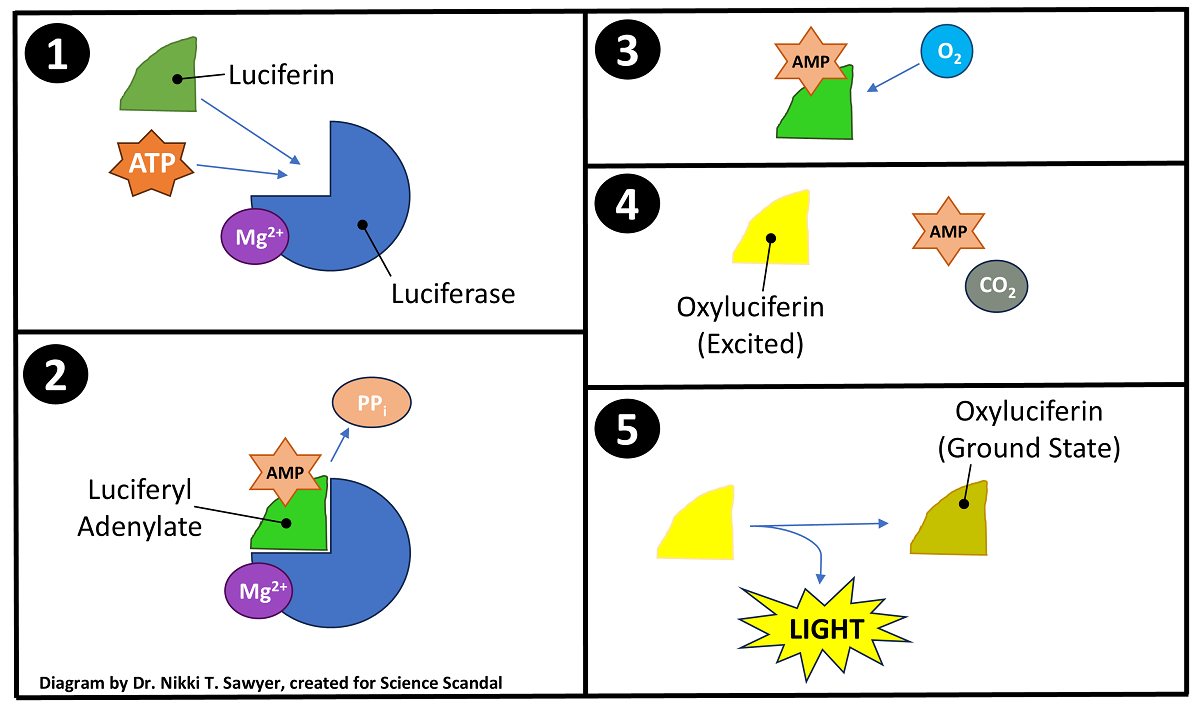 Five-panel explanatory diagram of the firefly luciferin–luciferase bioluminescence reaction. Panel 1 shows luciferin and ATP entering luciferase in the presence of Mg²⁺. Panel 2 shows formation of luciferyl adenylate with pyrophosphate released. Panel 3 shows oxygen reacting with luciferyl adenylate. Panel 4 shows excited oxyluciferin produced with AMP and CO₂. Panel 5 shows excited oxyluciferin returning to the ground state and emitting visible light.
