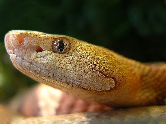 Close-up photograph of an Eastern copperhead snake, Agkistrodon contortrix, showing the heat-sensing loreal pit clearly visible between the eye and nostril.