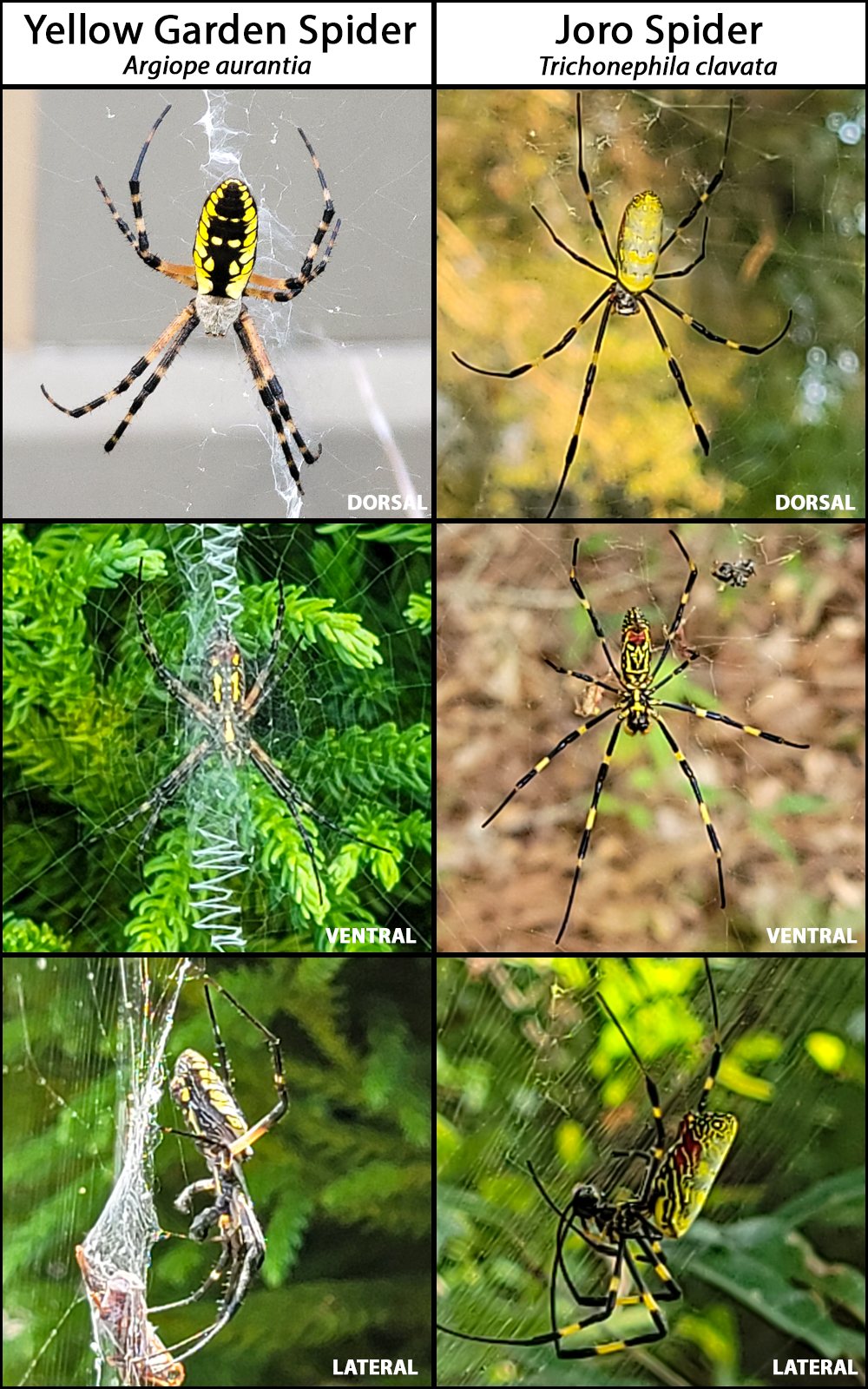 Six-panel comparison of a yellow garden spider (Argiope aurantia) on the left and a Joro spider (Trichonephila clavata) on the right, each shown from dorsal, ventral, and lateral views. The yellow garden spider has a compact abdomen with bold black, yellow, and white markings and is shown in a web with a prominent white zigzag stabilimentum. The Joro spider has a more elongated abdomen and longer legs with yellow-and-dark banding.