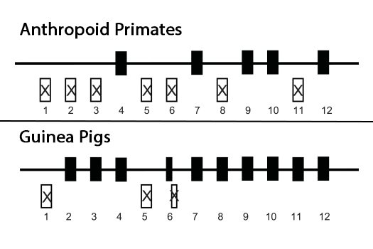Schematic comparison of the nonfunctional GULO gene in anthropoid primates and guinea pigs. Twelve numbered exon positions are shown for each lineage. Black boxes represent exons or exon regions still recognizable in the genome, while white boxes marked with an X represent deleted exons or exon portions. The two lineages show different patterns of gene loss.