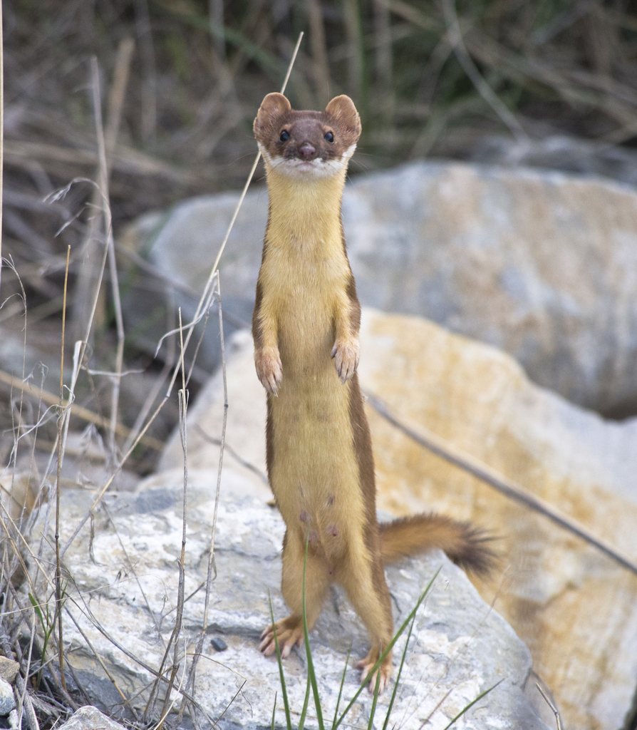 Long-tailed weasel standing upright on rocks and looking directly toward the camera in Brigham City, Utah.