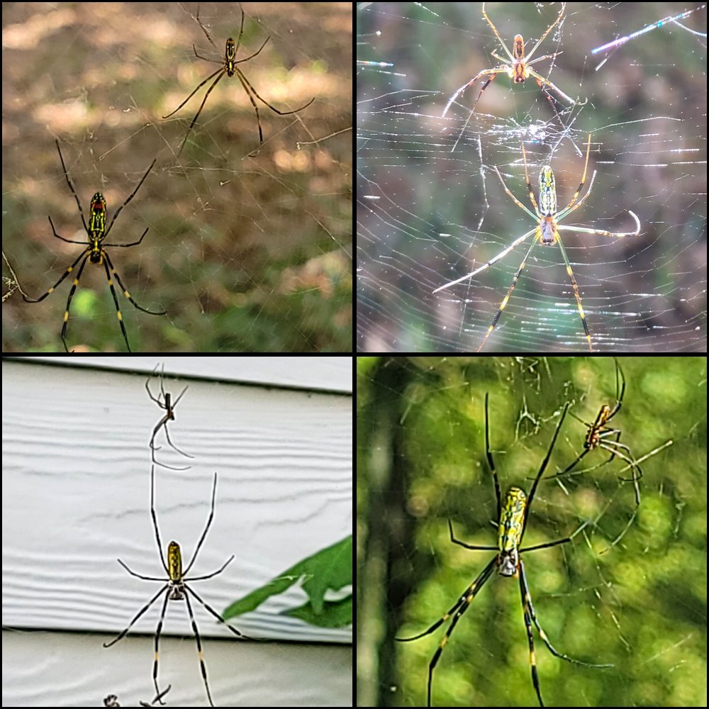 Four-panel collage showing Joro spiders (Trichonephila clavata) in web complexes containing more than one spider. Each panel shows a larger female with one or more much smaller spiders nearby. The larger females vary in abdominal color and pattern, while the surrounding webs appear broad, layered, and irregular rather than simple single-plane orb webs.