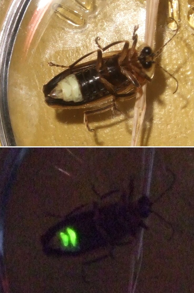 Composite photograph of a firefly shown with and without camera flash. The upper image shows the insect’s body, while the lower image shows its glowing abdomen in the dark.