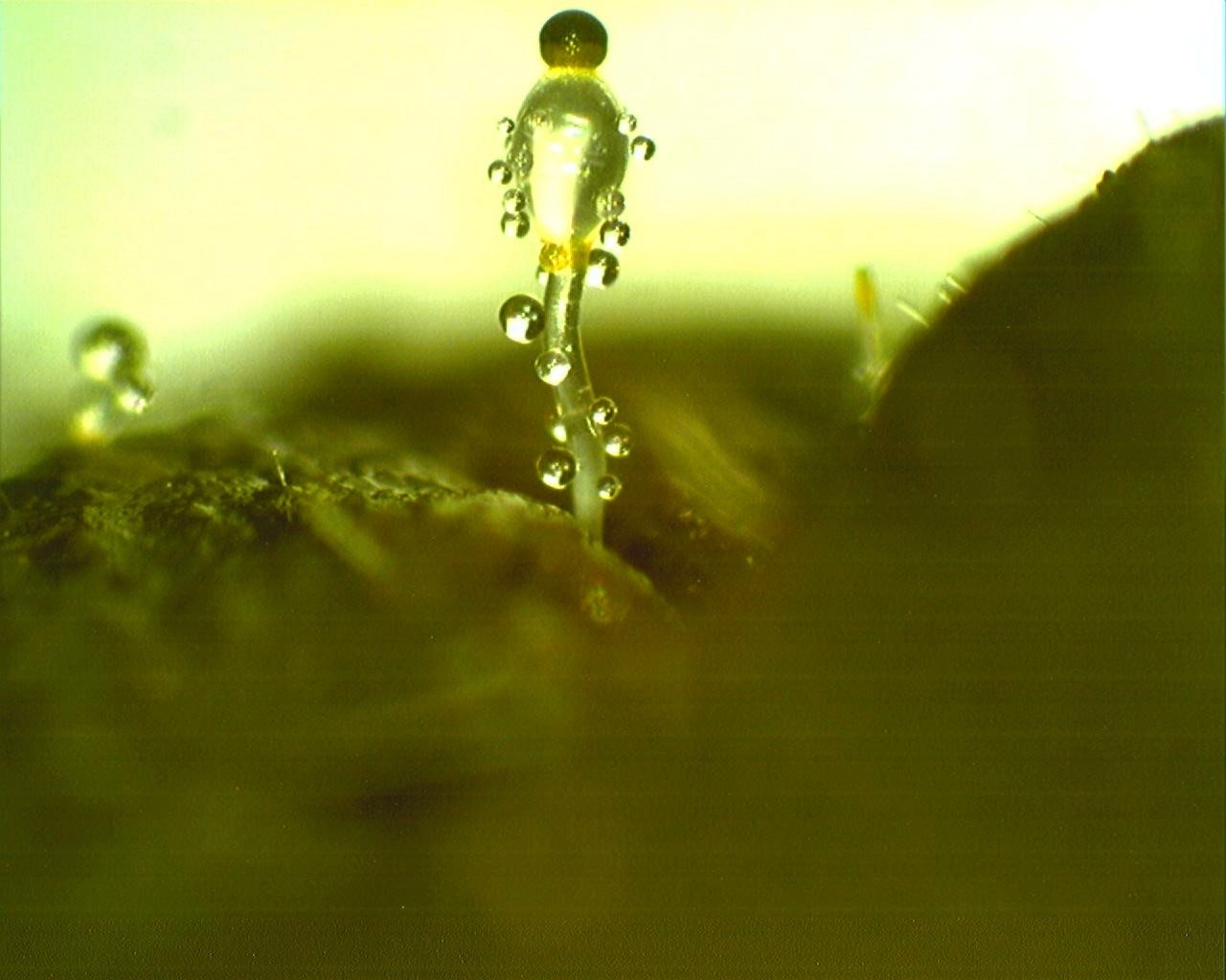 Close-up photograph of Pilobolus kleinii showing a translucent upright sporangiophore topped by a dark sporangium, with droplets of fluid clinging to the stalk and vesicle.