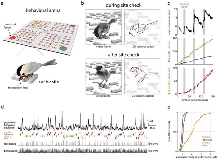 Scientific figure showing the experimental setup used to study food caching in black-capped chickadees. The figure includes a 76 × 76 cm behavioral arena containing 128 covered cache sites, video frames and 3D tracking of a chickadee checking cache sites, and graphs showing cache-site occupancy, site visits and checks, and caching and retrieval events during an experimental session.