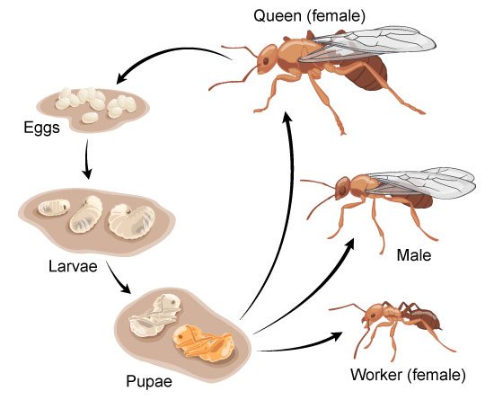 Diagram of the ant life cycle showing eggs, larvae, pupae, adult workers, a queen, and a male ant.